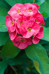 Obraz premium Euphorbia milii flowers.