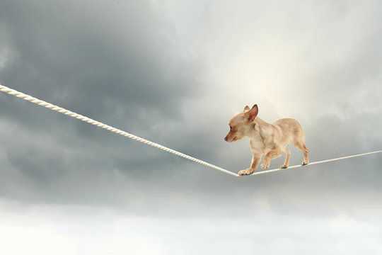 Dog Balancing On Rope