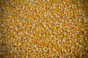 Corn seeds  background.