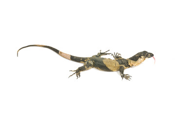 Bells Phase Lace Monitor, goanna, isolated on white background.