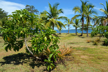 Fototapeta na wymiar Noni tree on tropical garden