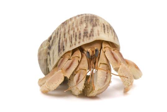 Hermit Crab crawling, isolated on a white background