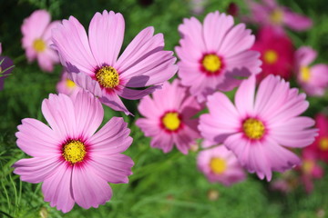 Fototapeta premium Pink Cosmos Flower