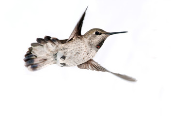 Annas Hummingbird in Flight, white background