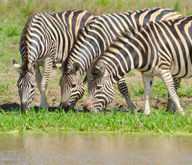 Fototapeta na wymiar Burchell Zebra, Kruger National Park, Republika Południowej Afryki