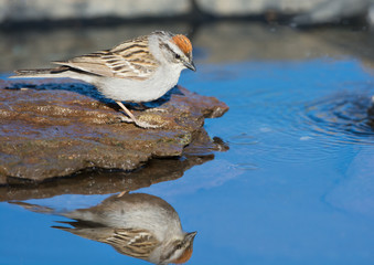 Chipping Sparrow drinking water, with reflection