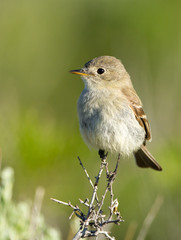 Gray Flycatcher, Oregon, US