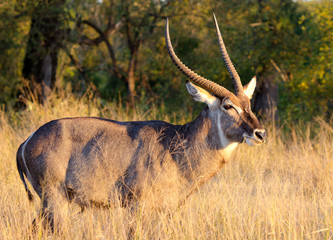 Waterbuck, Male. Kruger National Park, South Africa