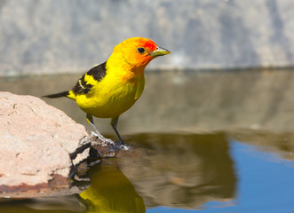 Western Tanager Drinking Water