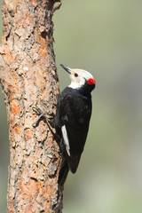 White-headed Woodpecker, Oregon, US