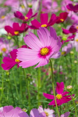 Cosmos Flower