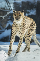 Fototapeta premium Cheetah