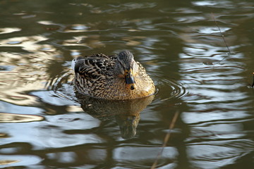 female mallard duck on water