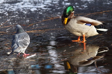 male mallard duck and pigeon