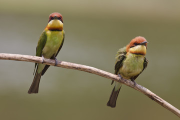 Couple of Chestnut-headed Bee-eaters,Bird of thailand