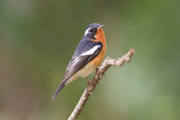 Mugimaki Flycatcher ,Bird of Thailand