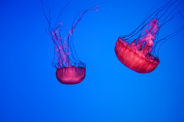 Jelly fish swimming in water
