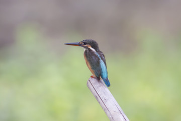 Common Kingfisher,Bird of Thailand