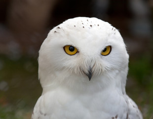 Head of  Snowy Owl