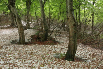 新緑と残雪のブナの森
