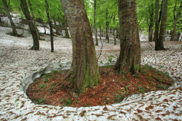 残雪と新緑のブナの森