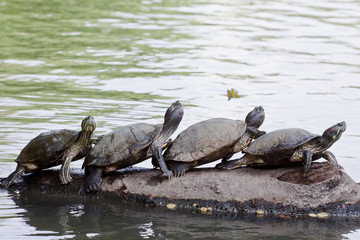 Four turtles basking on a log