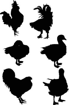 six farm bird black silhouettes