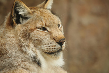lynx