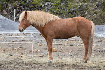 Icelandic horses