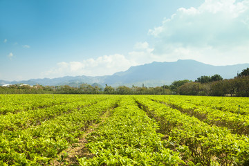 Fototapeta na wymiar zielona herbata ogród w Tajwanie. Azja