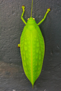 Green giant katydid Stilpnochlora couloniana
