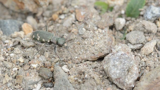 cicindela