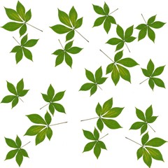 green leaves of horse chestnut tree as background