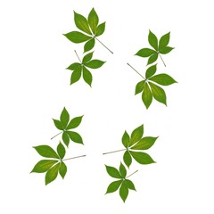 leaves of horse chestnut tree as background