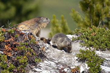 Alpine marmot and its young