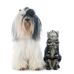 tibetan terrier and kitten