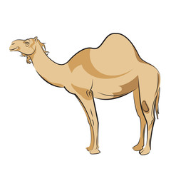 Camel - Isolated On White Background - Vector Illustration