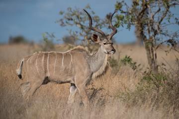 Naklejka na ściany i meble Kudu in Kruger National Park