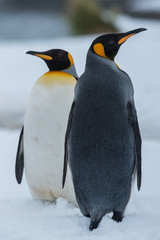 Naklejka premium King Penguins