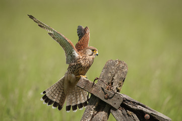 Kestrel