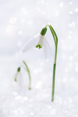 lovely snowdrop flowers soft focus, on white studio snow, perfec