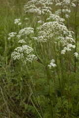 valerian