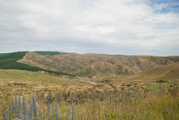 Naklejka premium golden field Landscape with mountains