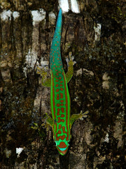 Gecko from Mauritius