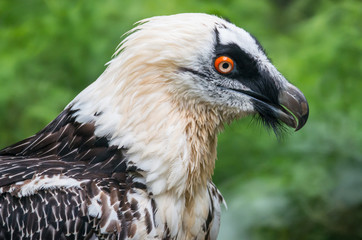 Gypaetus Barbatus
