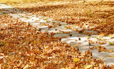 path in autumn park