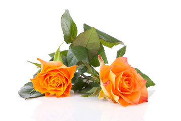 Two orange roses over white background