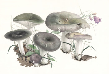 Hand-painted Mushrooms Russula cyanoxantha
