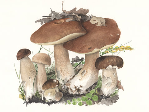 Hand-painted Mushrooms Boletus edulis