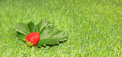 Sweet red strawberry on green grass